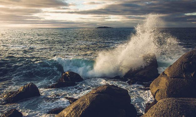 Crecer en el viento